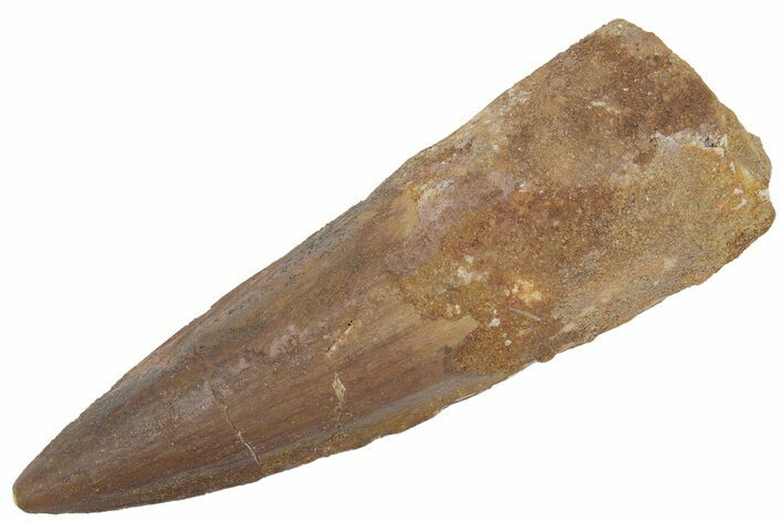 Robust, Fossil Spinosaurus Tooth - Real Dinosaur Tooth #222538